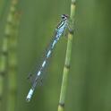 Coenagrion hastulatum (Northern Damselfly) male 2.JPG